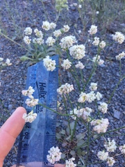 Eriogonum nudum nudum