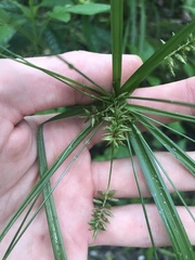 Cyperus tetragonus