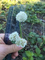 Eriogonum nudum nudum