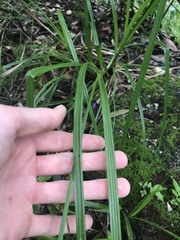 Cyperus tetragonus
