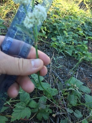 Eriogonum nudum nudum