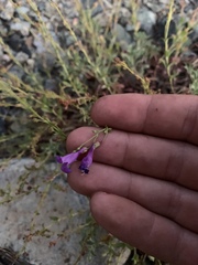 Penstemon parvulus