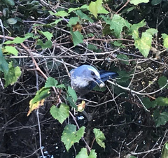 Aphelocoma coerulescens