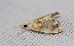 Glaphyria basiflavalis