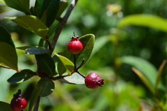 Myrcia citrifolia citrifolia