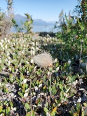 Dryas drummondii
