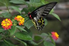 Troides aeacus formosanus