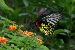 Troides aeacus formosanus