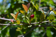 Myrcia citrifolia citrifolia