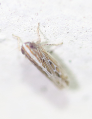 Mendozellus laredanus