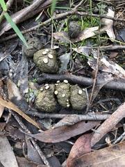 Poronia erici