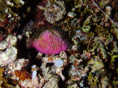 Fungia fungites