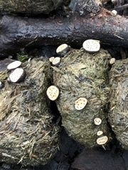 Poronia erici