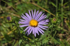 Almutaster pauciflorus