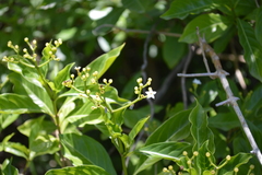 Eumachia microdon