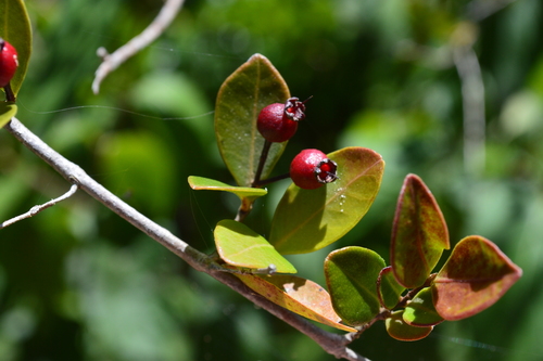 Myrcia citrifolia