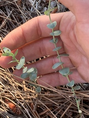 Streptanthus barbatus