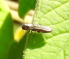 Agrilinae