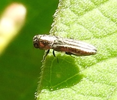 Agrilinae