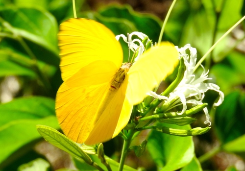 West-Mexican Sulphur