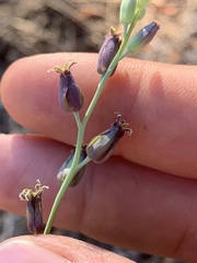 Streptanthus barbatus