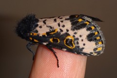 Xanthopastis timais