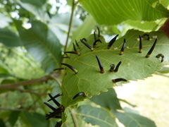 Caryomyia subulata
