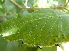 Caryomyia subulata