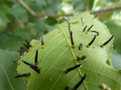 Caryomyia subulata