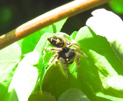 Phidippus pacosauritus