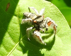 Phidippus pacosauritus