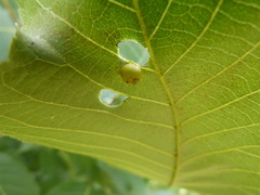 Caryomyia glauciglobus