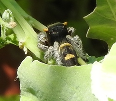 Phidippus pacosauritus