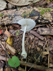 Lepiota sequoiarum