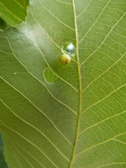 Caryomyia glauciglobus