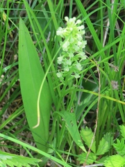 Platanthera flava herbiola