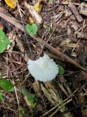 Lepiota sequoiarum