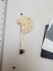Lepiota sequoiarum