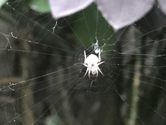 Araneidae