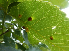 Caryomyia tuberculata