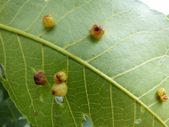 Caryomyia tuberculata