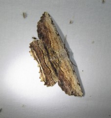Lytrosis