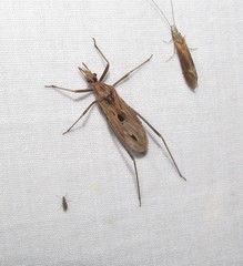 Narvesus carolinensis