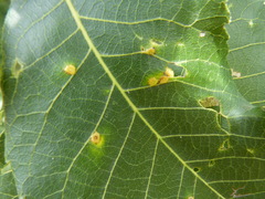 Caryomyia tuberculata