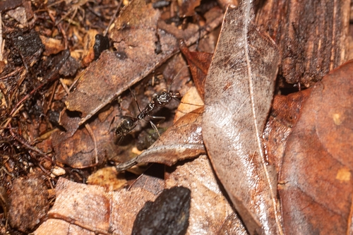 Florida Trap-jaw Ant photo 5