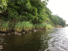 Lilaeopsis chinensis