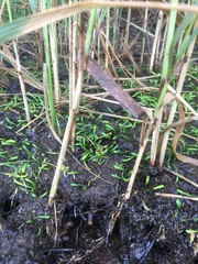 Lilaeopsis chinensis