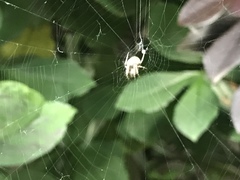 Araneidae