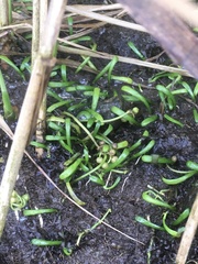 Lilaeopsis chinensis