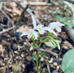 Triphora trianthophoros trianthophoros